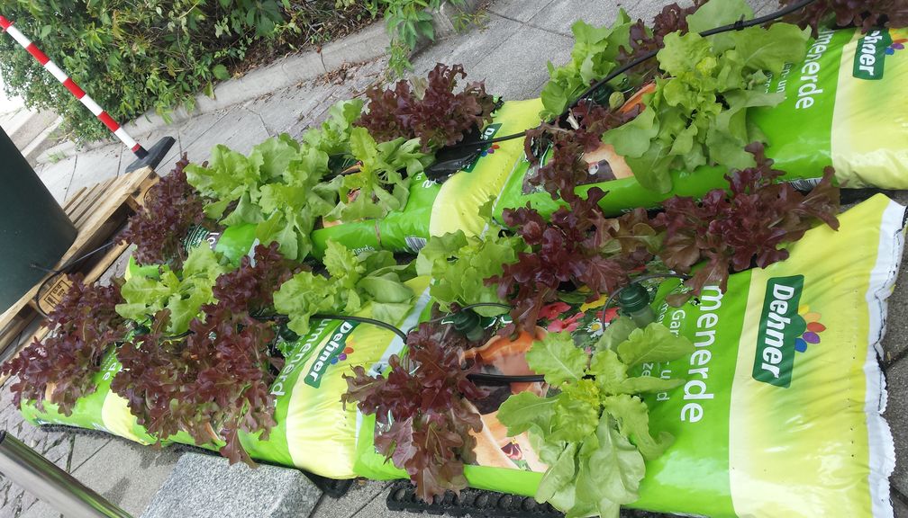 Die Salatpflanzen wachsen in improvisierten Pflanzgefäßen.
Quelle: Foto: Martina Tanzhaus (idw)