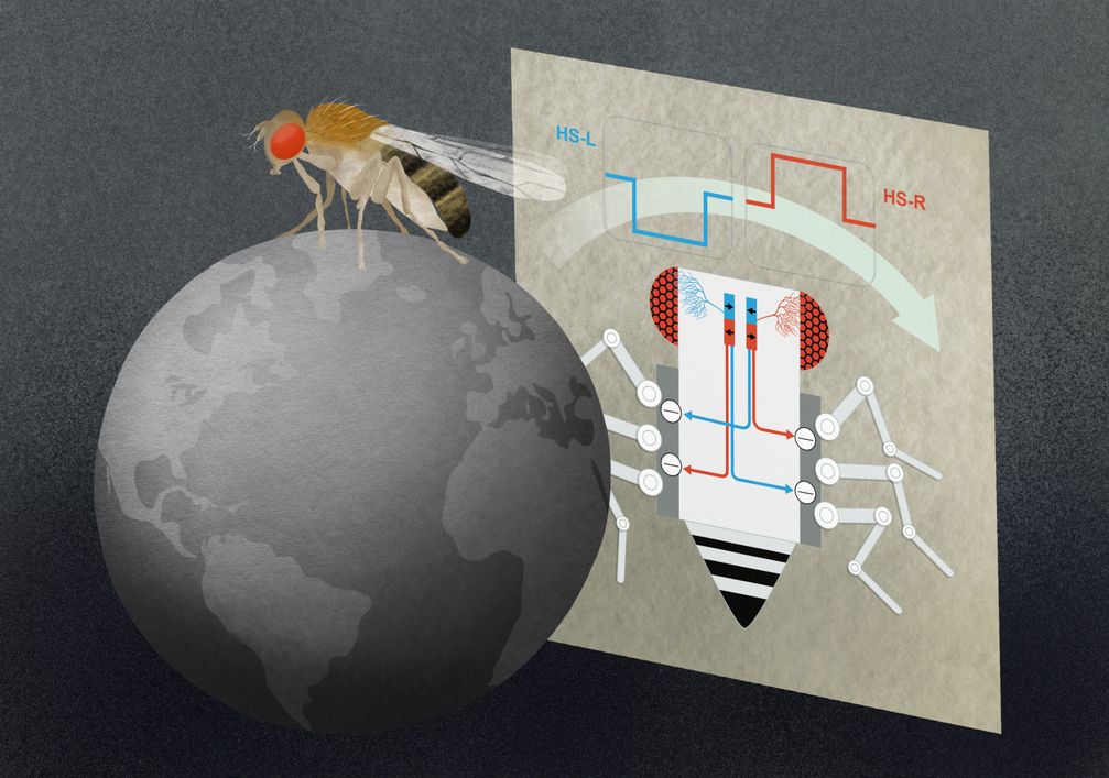 HS-Zellen im Fliegenhirn reagieren auf großflächige, horizontale Bewegungen der Umwelt – und können mit diesen Informationen die Fliegenbeine auf der rechten oder der linken Körperseite bremsen
Quelle: (c) MPI für Neurobiologie, Julia Kuhl (idw)