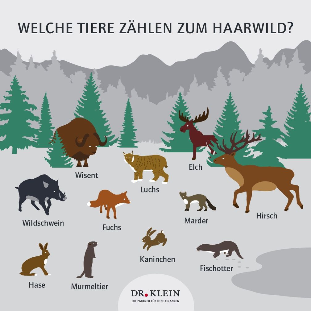 Wildwechsel: Wer gehört zum Haarwild? Bikd: "obs/Dr. Klein & Co. Aktiengesellschaft/Dr. Klein & Co. AG"