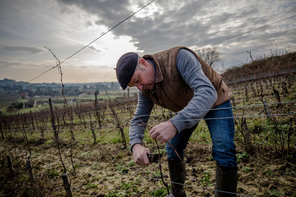 Schon seit einigen Jahren wenden die Winzer in Bordeaux verschiedene önologische und landwirtschaftliche Praktiken an Bild: Verband der Bordeauxweine (CIVB) Fotograf: Verband der Bordeauxweine (CIVB)