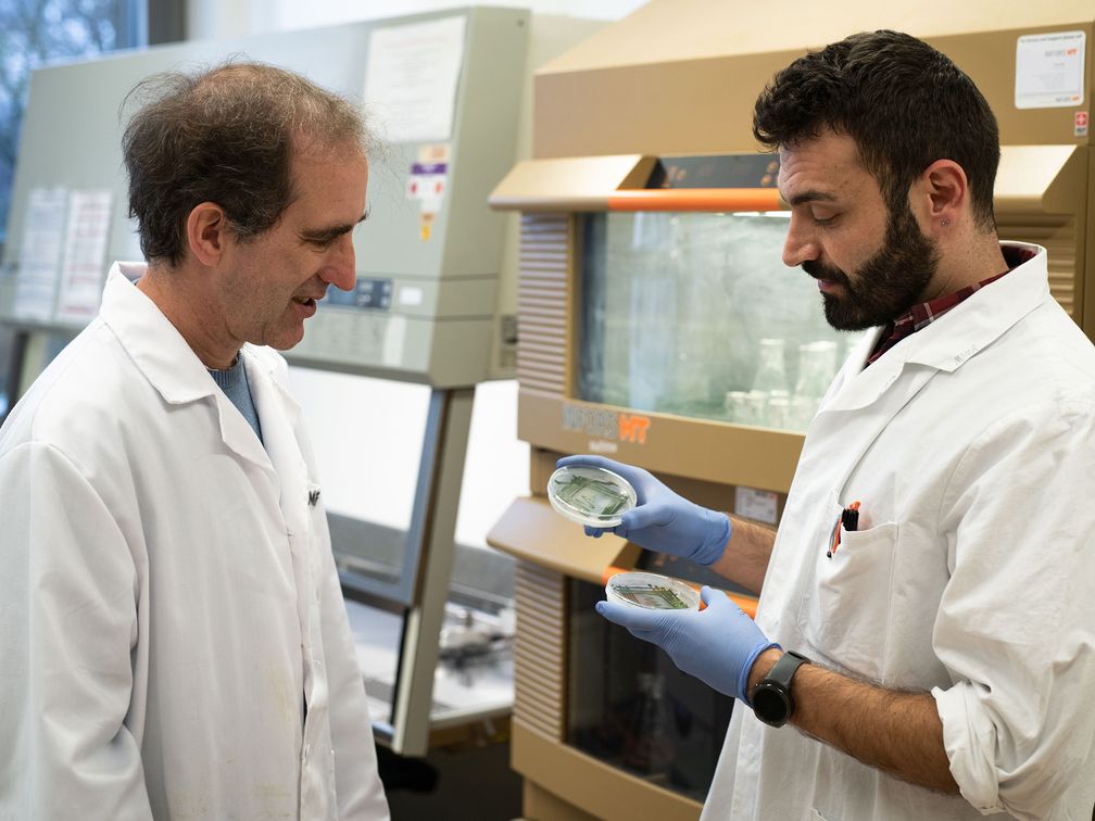 Prof. Dörmann (links) und sein Doktorand Mohammed Aizouq mit zwei verschiedenen Cyanobakterien-Kulturen.
Quelle: (c) Foto: Yannic Müller/Uni Bonn (idw)