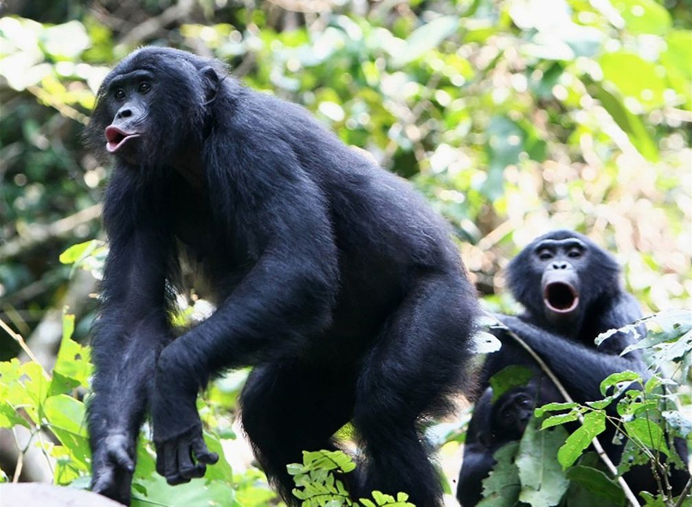 Das Lautrepertoire der Bonobos ist eine ganze Oktave höher angesiedelt als bei Schimpansen.
Quelle: Cédric Girard-Buttoz, LuiKotale, D.R. Kongo (idw)
