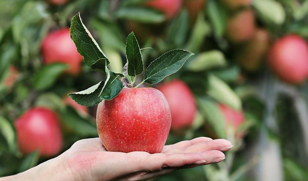 Apfel (Symbolbild)