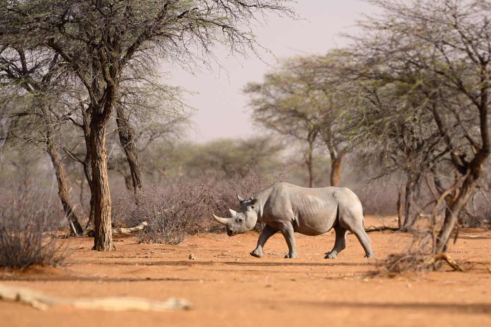 Spitzmaulnashörner gehören zu den stark bedrohten Tierarten Namibias / Bild: "obs/ZDF/Fabian Mühlberger"