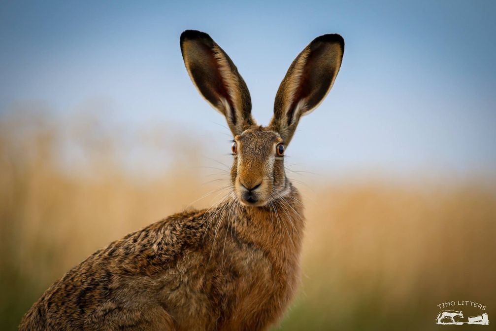 Bild: Wildtierschutz Deutschland e.V. Fotograf: Timo Litters