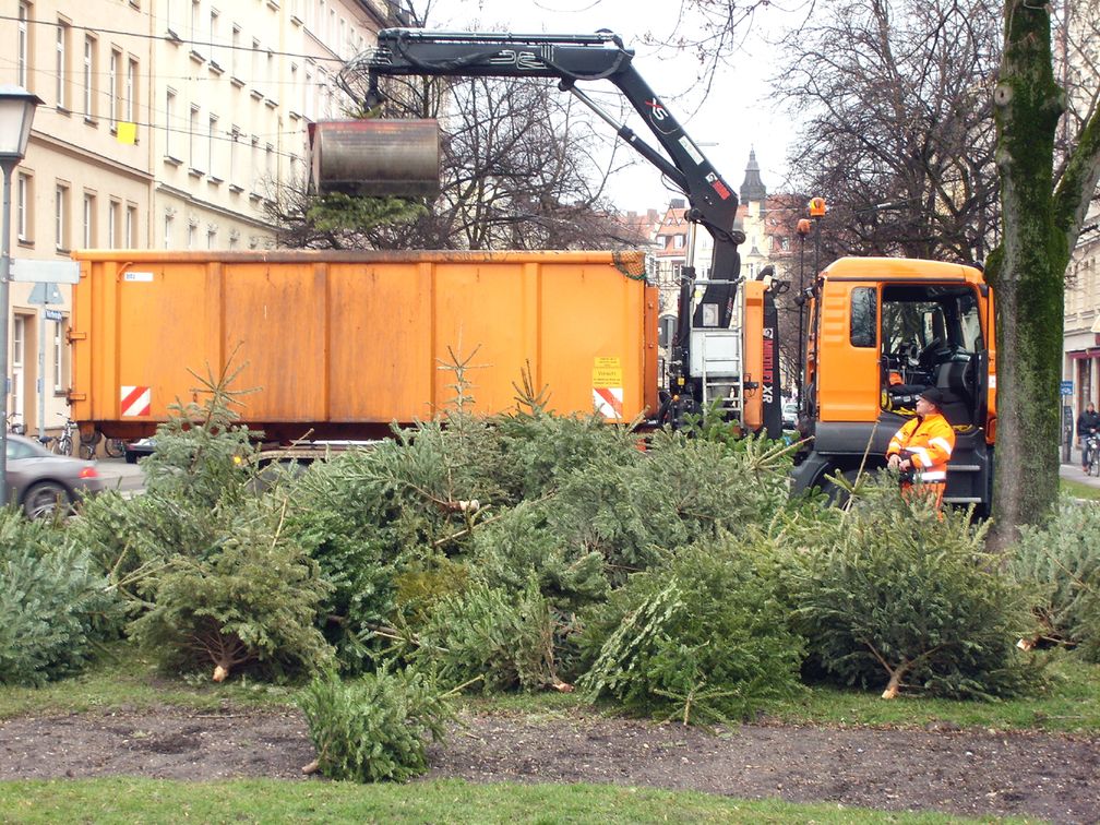 Traditionsgemäß werden in München-Haidhausen in der ersten Januarwoche Christbäume für den Tierpark Hellabrunn als Tiernahrung gesammelt und abgeholt.
