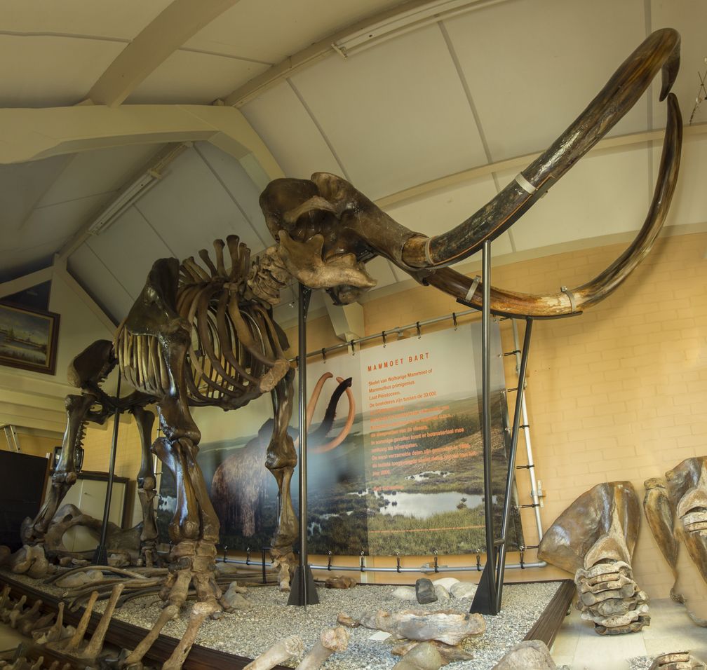 Das komplette Skelett eines Mammuts wurde auf Catawiki für 120,000 Euro versteigert. Bild: Catawiki Fotograf: RENE VAN STORMBROEK