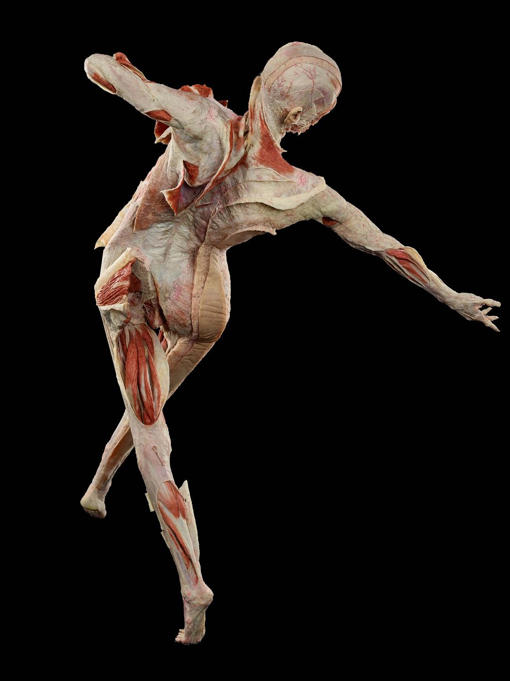 FR:EIA - Das weltweit erste 3-D Faszienplastinat  Bild: Institut für Plastination e. K. Fotograf: Institut für Plastination e. K.