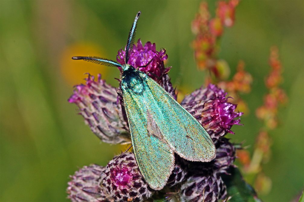 männliches Ampfer-Grünwidderchen