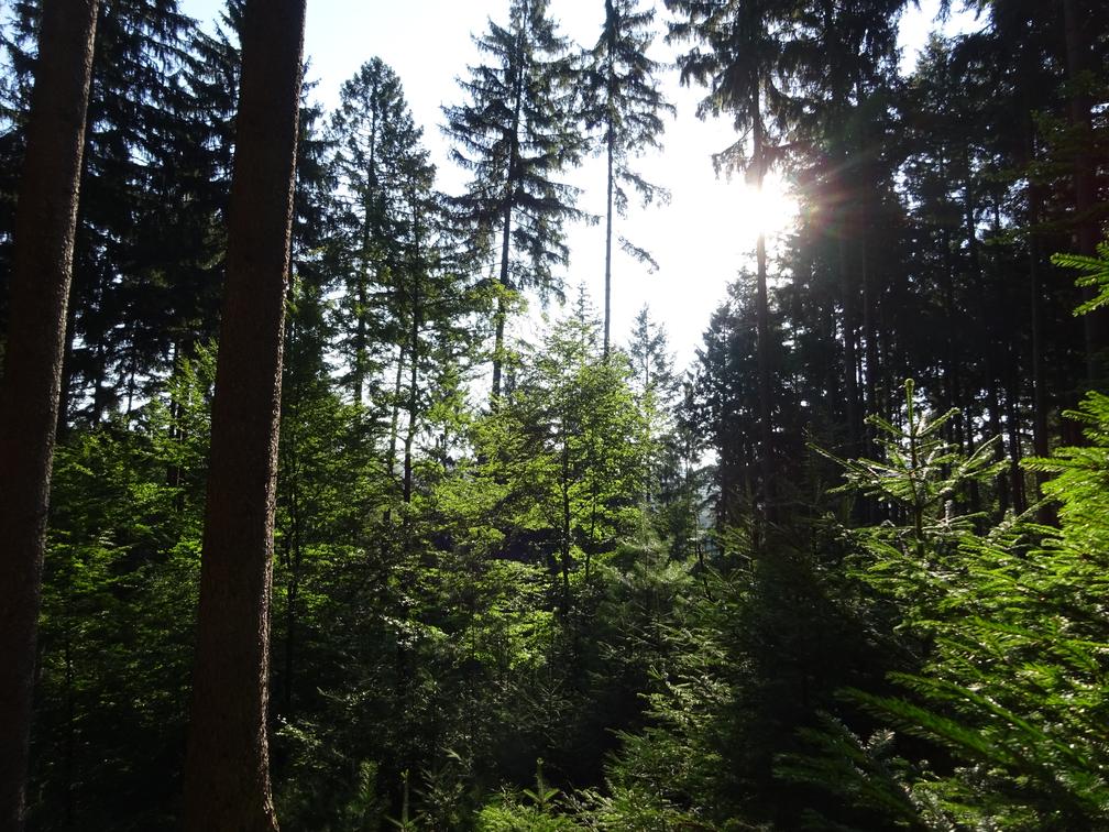 So könnte er aussehen, der klimastabile Zukunftswald: Vielfalt mit mehreren Baumarten in Mischbeständen unterschiedlichen Alters, nachhaltig bewirtschaftet.  Bild: "obs/PEFC Deutschland e. V."