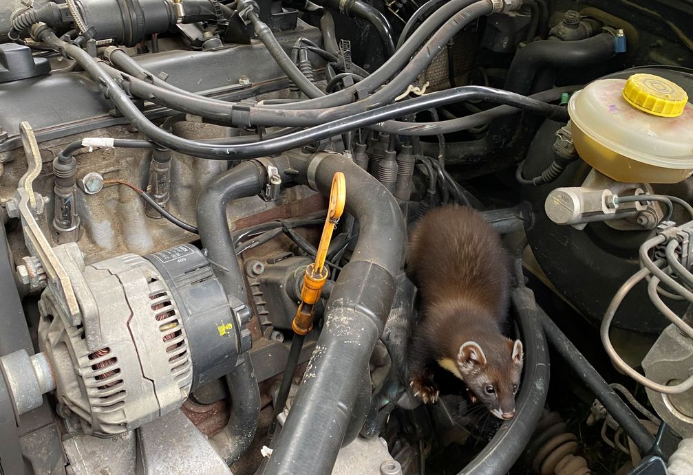 Ein Marder im Motorraum - ein unerwünschter Besucher