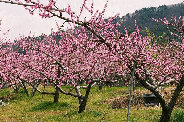 CGTN-Ein-Dorf-voller-Pfirsichbl-ten-im-Herzen-des-Wandels-von-Xizang