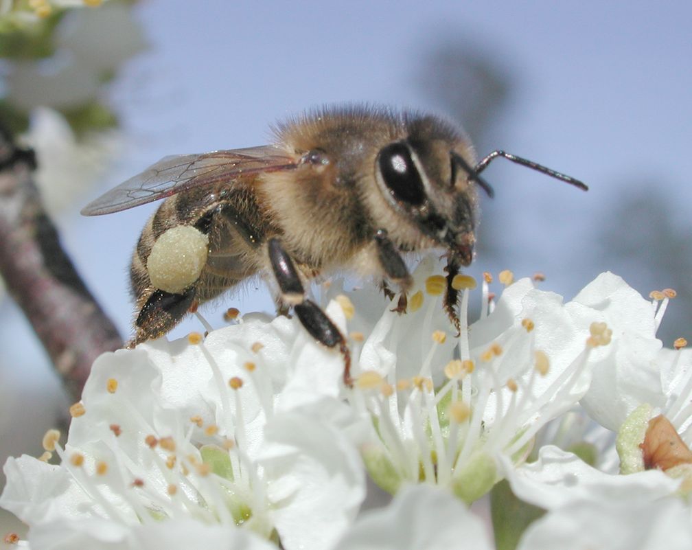 Honigbiene (Apis mellifera)