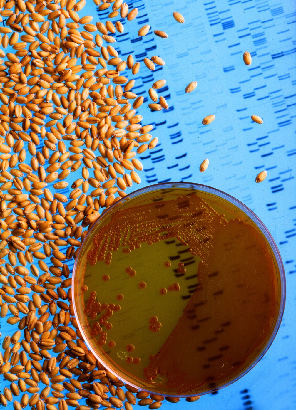 Elemente der Gentechnik: Bakterienkultur in einer Schale, Saatgut und durch Elektrophorese sichtbar gemachte DNA-Fragmente