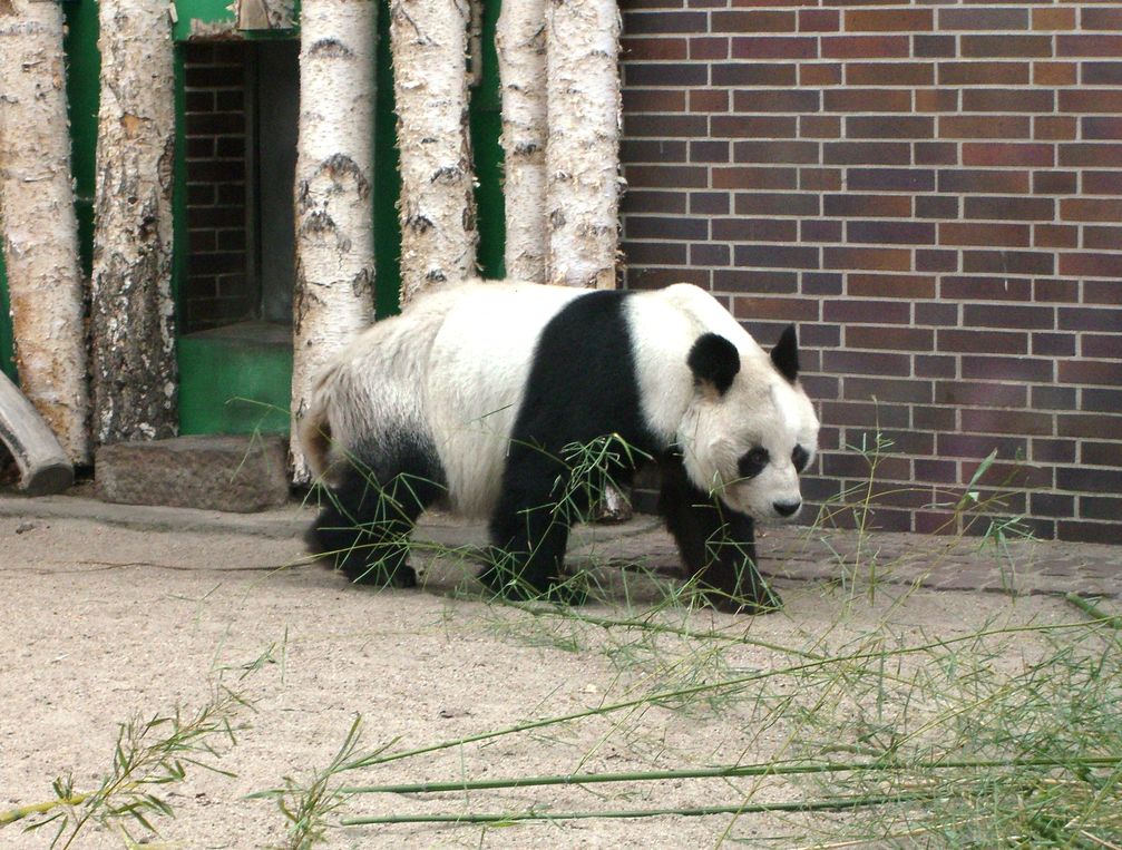 Großer Panda „Bao Bao“ im Zoologischen Garten Berlin