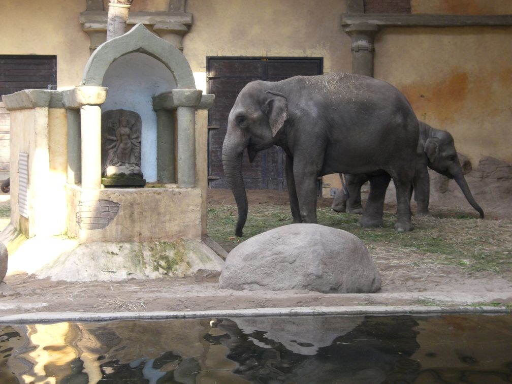 Elefanten-Freilaufhalle