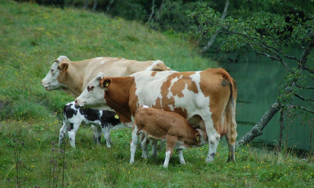 Mutterkuhhaltung auf Almweiden