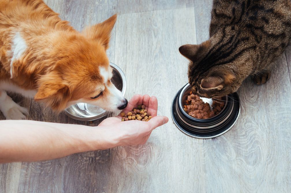 Hund und Katze fressen. Erweiterte Lizenz. Abdruck für redaktionelle Zwecke in Verbindung mit der Pressemitteilung honorarfrei.