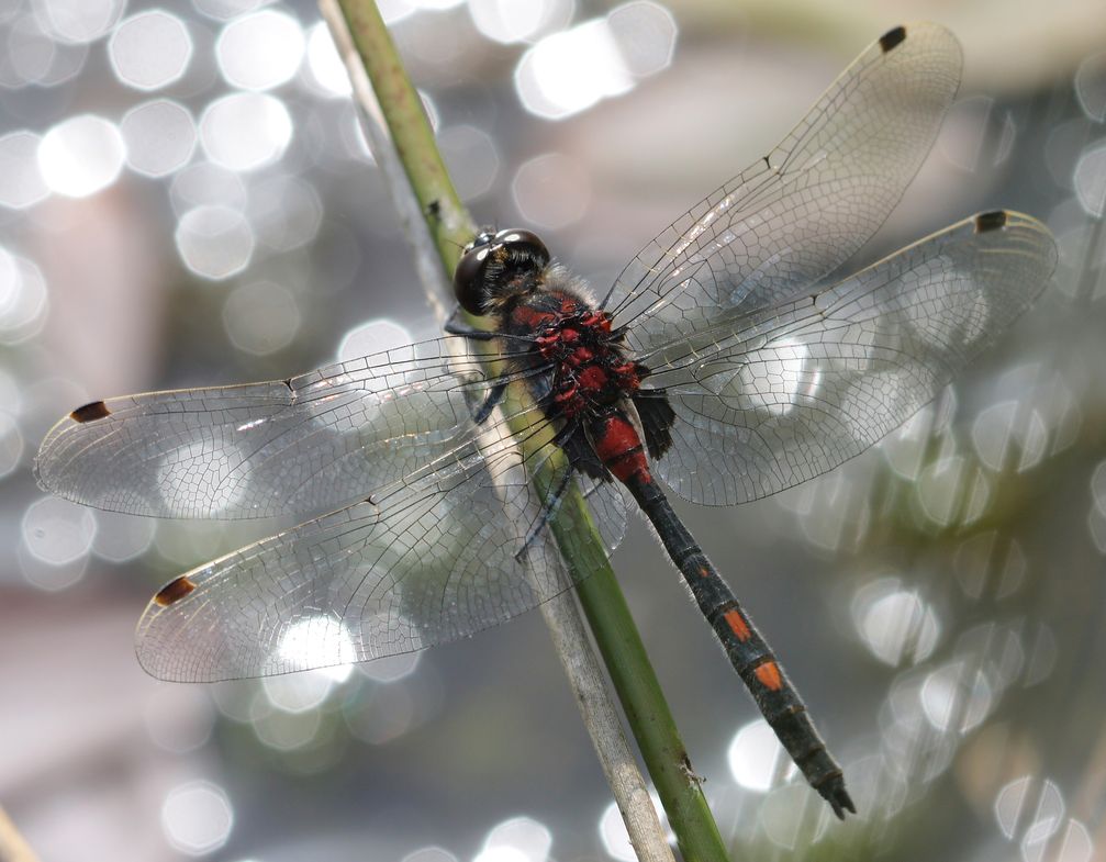 Kleine Moosjungfer (Leucorrhinia dubia), Männchen