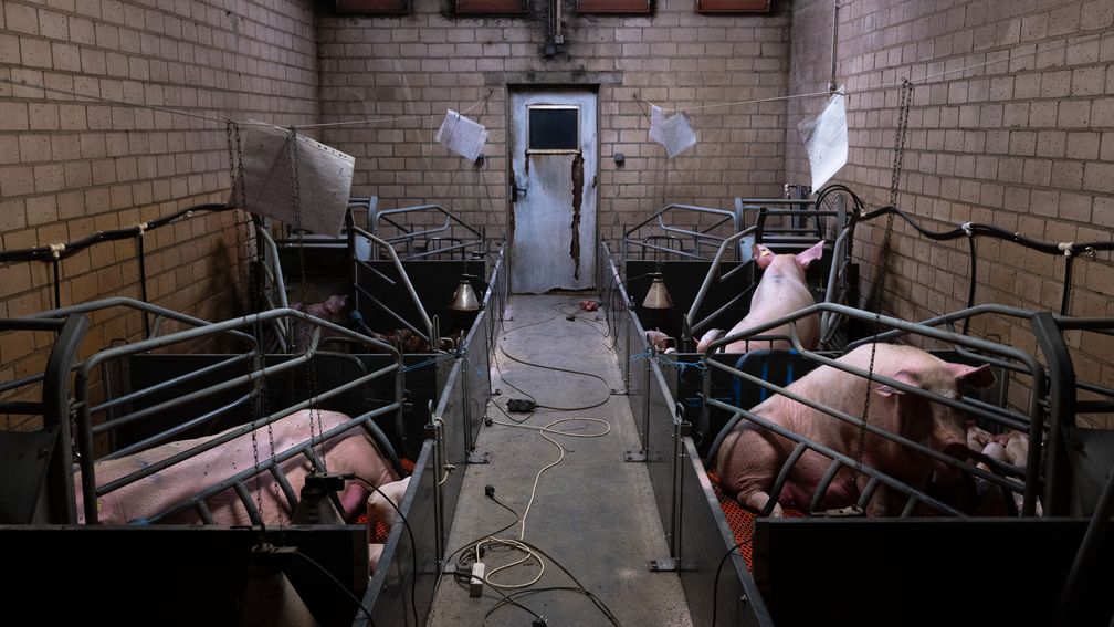 Sauen wochenlang in körpergroßen Abferkelkäfigen fixiert.  Bild: Animal Rights Watch e.V. Fotograf: Animal Rights Watch e.V.
