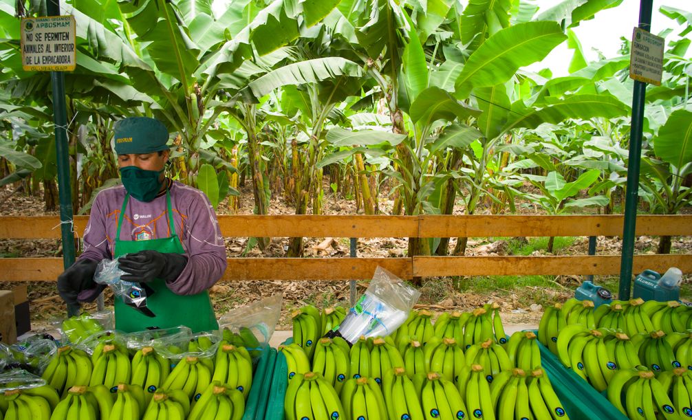 Bananen-Kooperative in Peru / Bild: "obs/TransFair e.V./Santiago Engelhardt / Fairtrade"