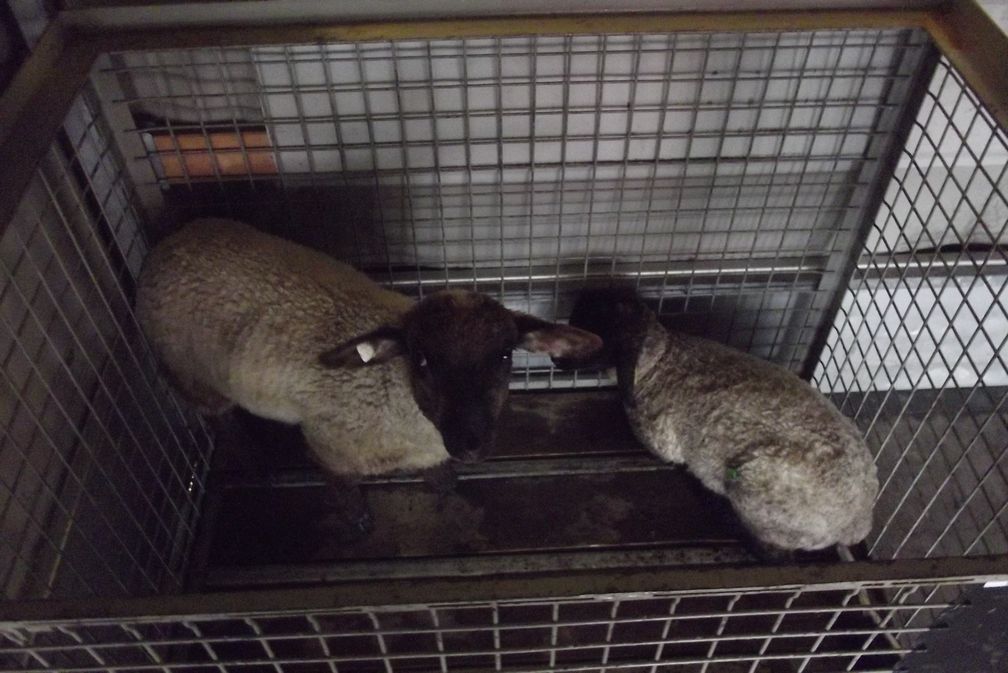 Die beiden Schafe während des Transports