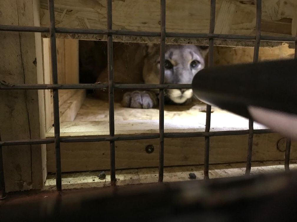 Puma in der Box Bild: Polizei