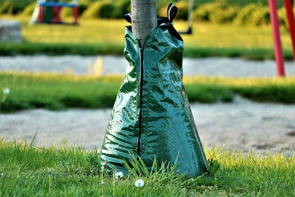 Bei jungen Stadtbäumen sei jedoch oft das Problem, da sie zu kleine Baumscheiben hätten oder zugepflastert seien, schnlimmstenfalls fließe das notwendige Gießwasser statt an die Wurzeln gleich in die Kanalisation. Deswege hält Dujesiefken die neuen  Wassersäcke, die das wichtige Nass tröpfchenweise an die Bäume geben, für eine gute und richtige Investition.