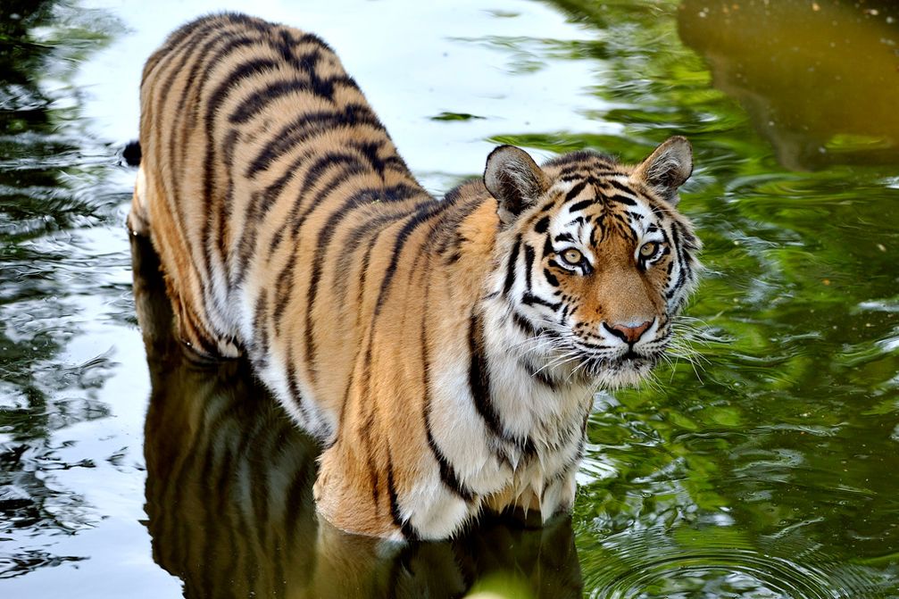 Armurtiger im Kölner Zoo / Bild: "obs/Verband der Zoologischen Gärten (VdZ)/Rolf Schlosser/Zoo Köln"