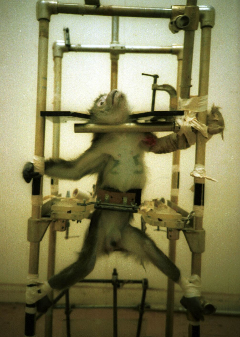 Die Veröffentlichung dieses Fotos durch PETA im Jahr 1981 löste die öffentliche Kontroverse um die Silver Spring-Monkeys aus und wurde in der Tierversuchsdebatte der USA zu einer Ikone.[18]