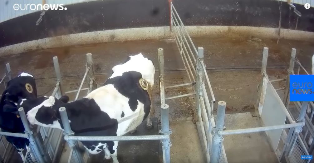 Bild: Screenshot Youtube Video "Cows with 'portholes' into stomach filmed by animal rights group"