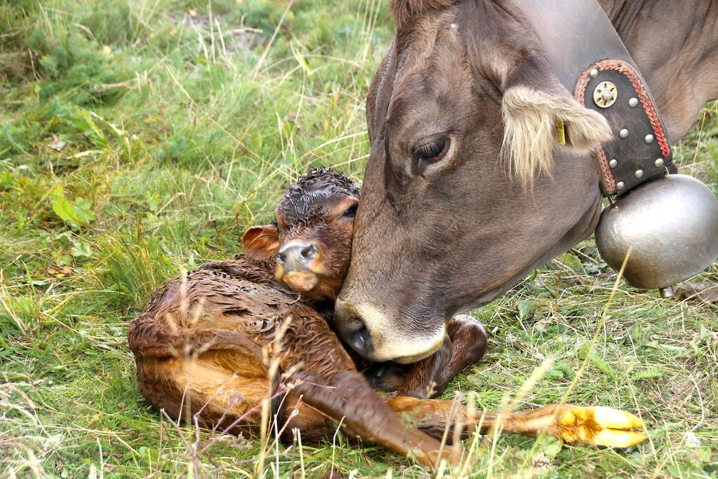 Kuh mit frisch geborenem Kalb