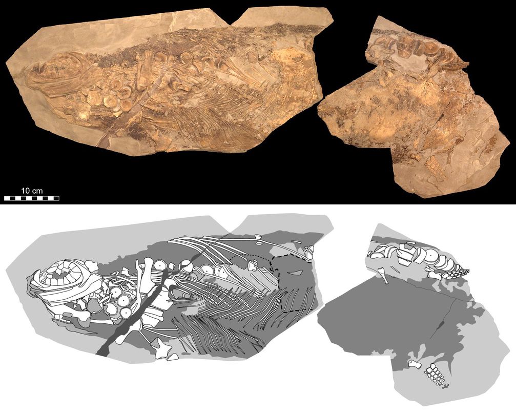 Das untersuchte Fossil des Ichthyosauriers der Gattung Stenopterygius ist ca. 85 Zentimeter lang.
Quelle: Foto: Urweltmuseum Hauff, Johan Lindgren (idw)