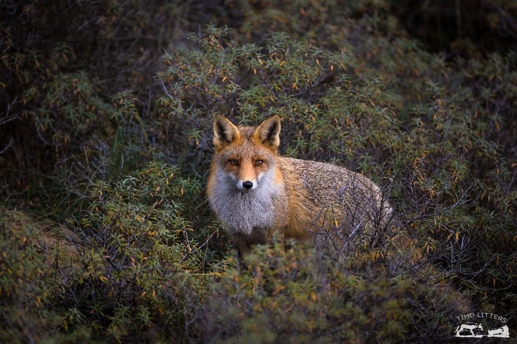 Ist dieser Fuchs ein Elterntier oder nicht? Bild: Wildtierschutz Deutschland e.V. Fotograf: Timo Litters, WTSD