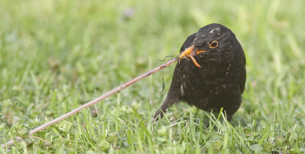 Selbst "Allerweltsvögel wie die Amsel werden immer weniger. Die Vögel leiden vor allem unter dem Mangel an Insekten und dem Verlust an Lebensraum.
Quelle: MPI f. Max Planck Institut für Ornithologie/ Michael Dvorak (idw)