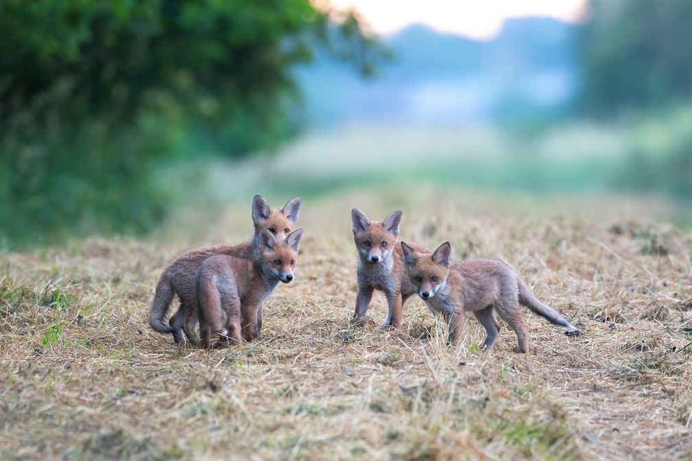 ild: Timo Litters, Wildtierschutz Deutschland"