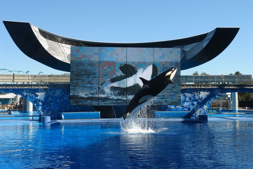 Takara im Shamu Stadion Orlando in der Show Believe