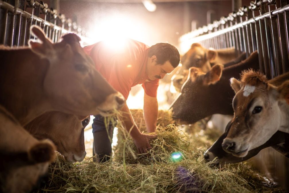 Über 1.300 Landwirte beliefern die Milchkooperative Dos Pinos in Costa Rica, das führende Molkereiunternehmen des Landes.  Bild: Dos Pinos Fotograf: Paul Aragon Leyton