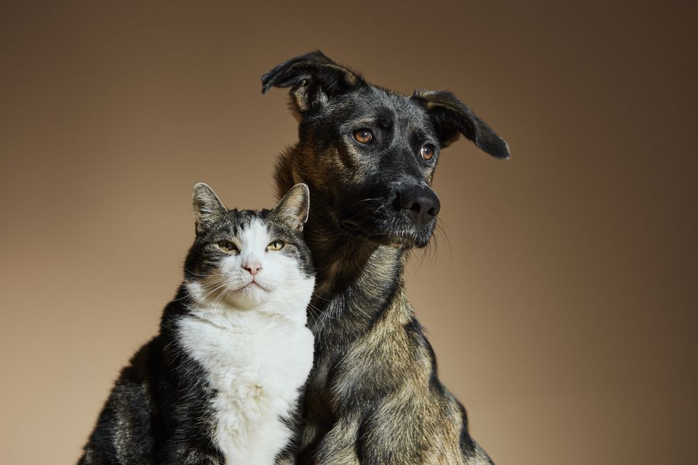 Fondazione Capellino AdoptMe Kampagnenbild - Cat & Dog / Hund & Katze /  Bild: "obs/Fondazione Capellino/Jaap Vliegenthart Fotografie b.v"