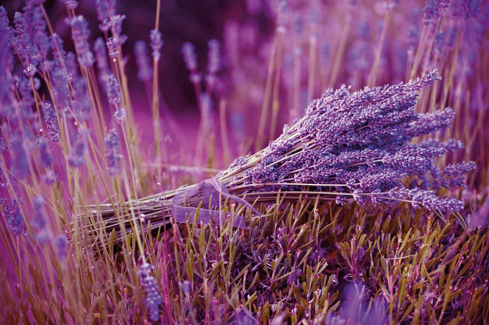 Für einen dichten Wuchs benötigt der Lavendel den richtigen Schnitt