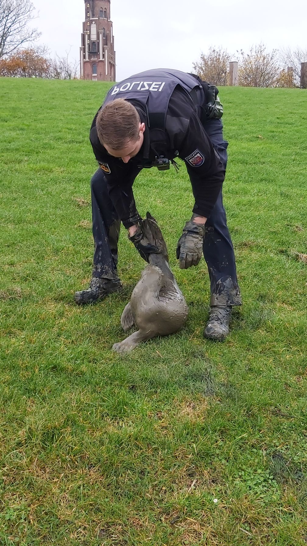 Der gerettete Seehund. Bild: Polizei