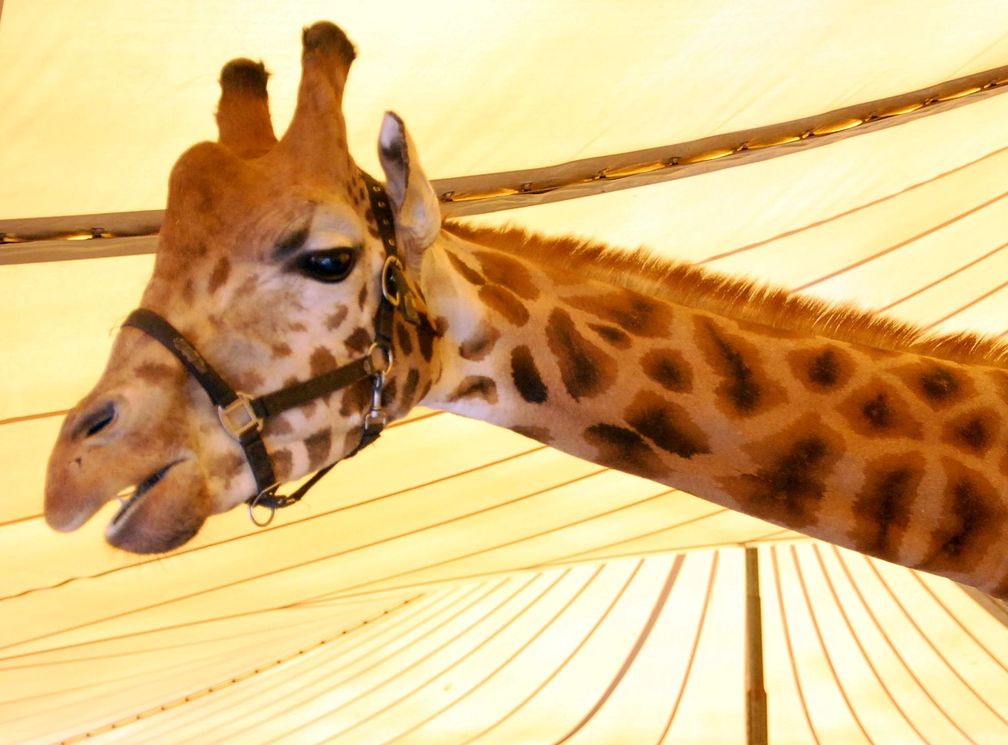 Giraffe im Circus Voyage.  Bild: "obs/Aktionsbündnis "Tiere gehören zum Circus"/Dirk Candidus"