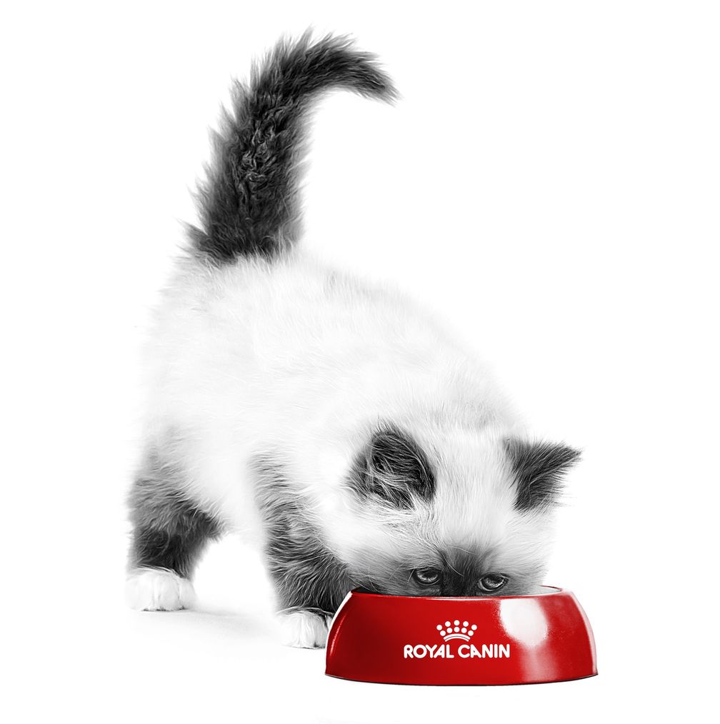 Bild: Royal Canin Fotograf: labat/rouquette