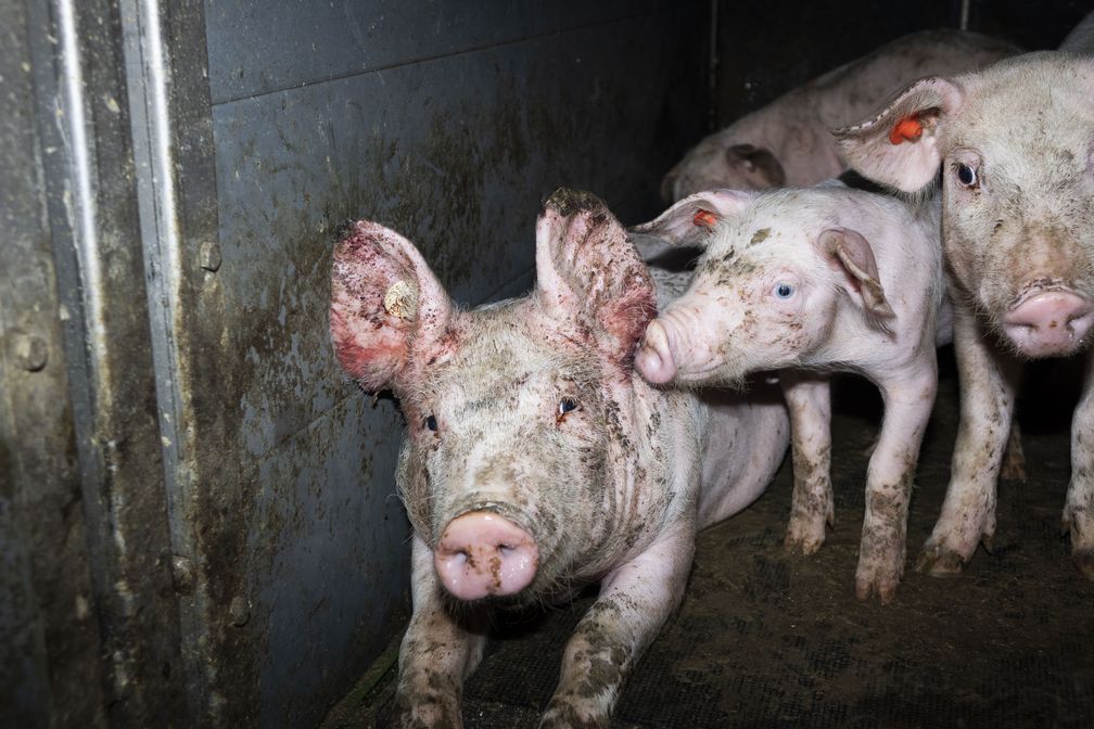 Bild: Deutsches Tierschutzbüro e.V. Fotograf: Deutsches Tierschutzbüro e.V.