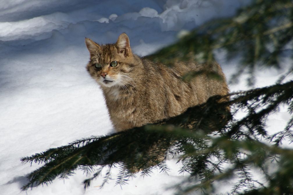 Europäische Wildkatze (Felis silvestris silvestris)