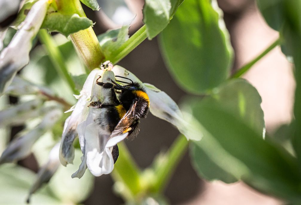 Die Blüten von Hülsenfrüchten bieten Insekten Pollen und Nektar.  Bild: Bild von Daniel Schneider - Schn Fotograf: Fotograf: Daniel Schneider