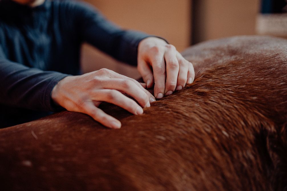 Starker Pferderücken: Pferde-Physiotherapeutin verrät die 5 besten Übungen dafür