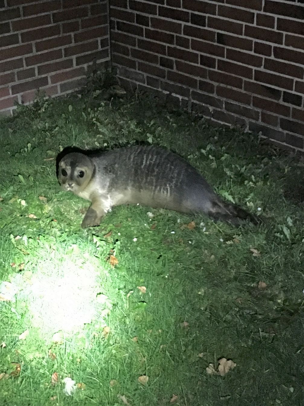 Seehund im Vorgarten