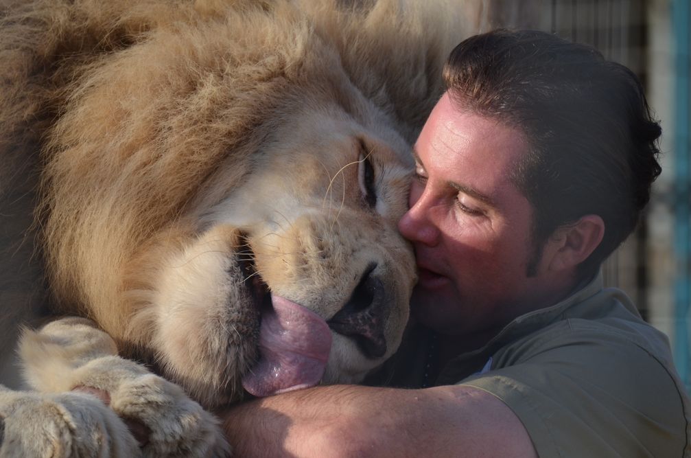 Der Löwenmann Tonga und sein Freund Martin Lacey jun. vom Circus Krone. Eine gute Dressur beruht niemals auf Zwang, sondern immer auf einem innigen Vertrauensverhältnis zwischen dem Tierlehrer und seinen Schützlingen. Wäre dies anders, könnten Mensch und Tier niemals hautnah miteinander umgehen. Bild: "obs/Aktionsbündnis "Tiere gehören zum Circus"/Astrid Reuber"