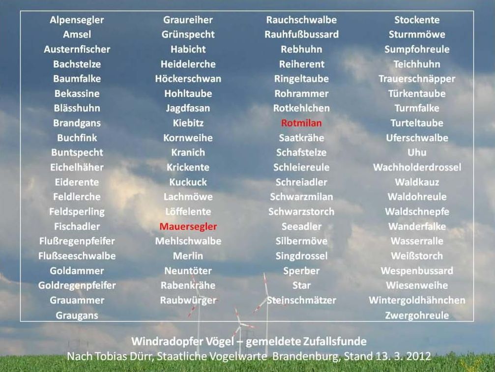 Der Rotmilan steht als Aasfresser an der Spitze der Fundstatistik. Selbst den 180 km/h schnellen Mauersegler erschlagen die Rotoren.